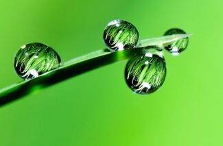 green dew grass